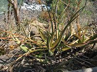 Aloe cryptopoda lvs-t.JPG